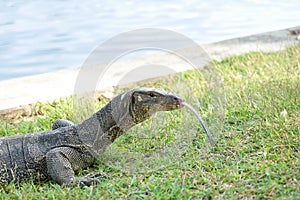 Monitor lizard or giant lizard is sunbathing by the river