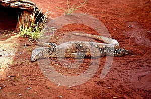 Monitor Lizard / Goannas Australia