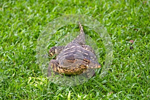 Monitor lizard on the grass and meadow in a city park in Thailand