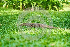 Monitor lizard in the green grass on the lawn in a city park