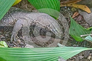 Monitor lizard, Sri Lanka