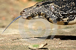 Monitor Lizard with his tongue