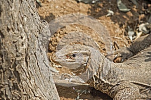 Monitor lizard photo