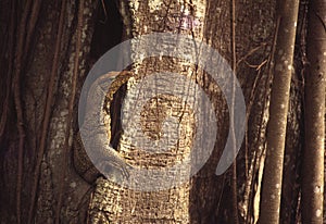 Monitor Lizard in its Habitat