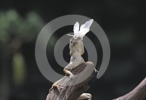 Monitor Lizard in its Habitat