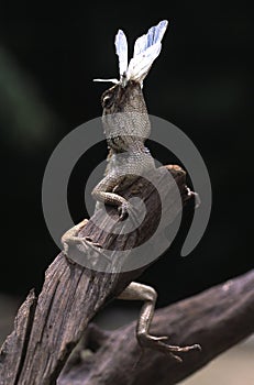 Monitor Lizard in its Habitat