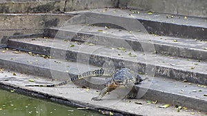 Monitor Lizard Jumps into the Water