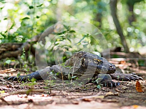 Monitor Lizard on Komodo Island, Indonesia. photo