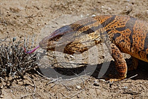 Monitor Lizard in Kyzyl desert, Uzbekistan