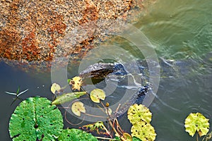 Monitor lizard in a lake in a green recreation park in Asia