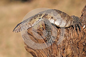 Monitor lizard laying on log