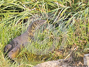 Monitor lizard looking back