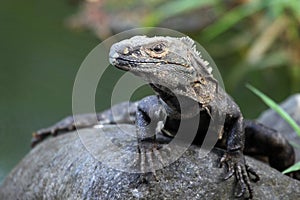 Monitor lizard looking at the camera,