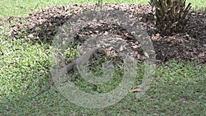 Monitor lizard looking through leaf litter for food