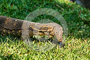 A Monitor Lizard lurking at Bangkok city park, Thailand