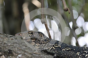 The monitor lizard lying on a tree trunk