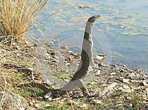 Monitor lizard near Karumba, Queensland,