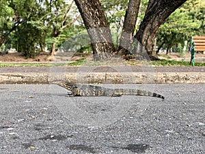 the monitor lizard in the park