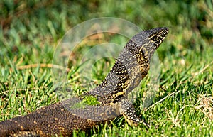 Monitor lizard portrait, photographed in South Africa.