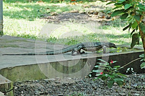 Monitor Lizard, Pulau Tiga Island, Sabah, Borneo, Malaysia