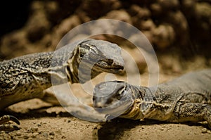 Monitor Lizard Reptile Featherdale Wildlife Park Sydney