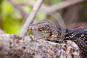 Monitor lizard resting on a tree branch