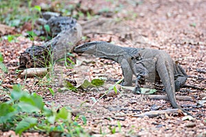Monitor Lizard running in forest floor
