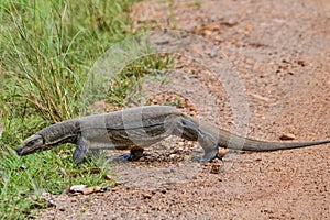 Monitor lizard in savanah in Sri lanka island