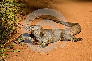 Monitor lizard in savanah in Sri lanka island