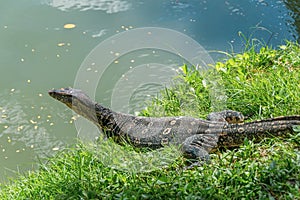 Monitor lizard on the shore of a pond in a city park in Thailand