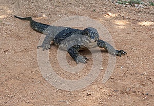 A monitor lizard sits on the side of the road near Polonnaruwa in Sri Lanka.