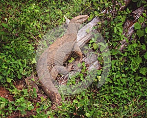 Monitor Lizard, Sri Lanka