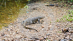 Monitor Lizard in Sumatra, Indonesia