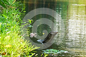 Monitor Lizard swiming in a water channel photo