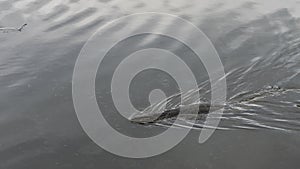 A monitor lizard is swimming in a pond. Malaysia