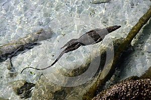 Monitor Lizard swimming, Pulau Weh, Sumatra, Indonesia