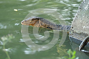 Monitor Lizard swimming in river
