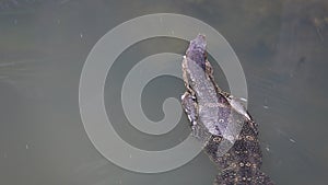 Monitor Lizard Swimming in Water