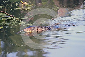 Monitor lizard swimming in the water.