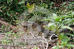 Monitor lizard in tanzania