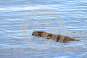 Monitor lizard in tanzania