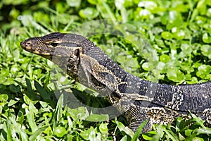 Monitor lizard, Thailand.