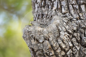 Monitor Lizard in a Tree.