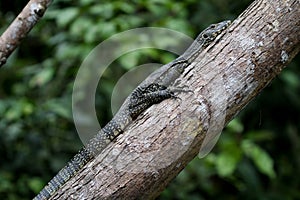 Monitor lizard on the tree branch