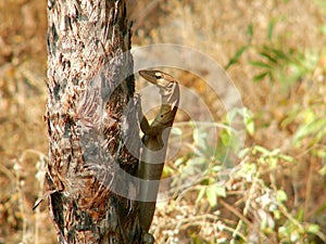 Monitor lizard on tree, Kakadu National Park, Northern Territory, Australia