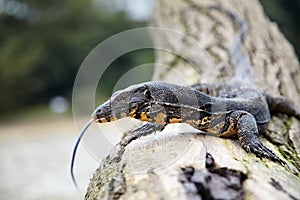Monitor lizard on tree trunk