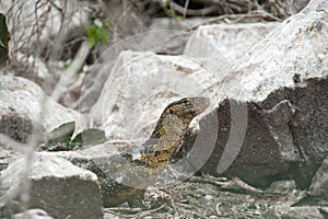 Monitor Lizard Uganda Source of the Nile River