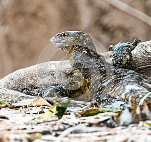 Monitor Lizard Uganda Source of the Nile River