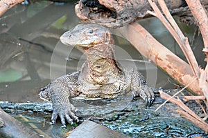 Monitor lizard