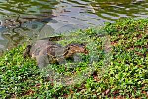 Monitor lizard - Varane climbed out of the water at Lumpini Park in Thailand